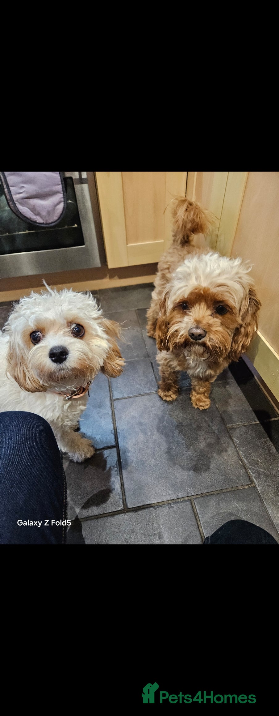 Cavapoo dogs A lovely couple of cavapoos  - Advert 3