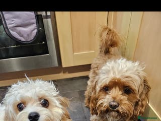 Cavapoo dogs A lovely couple of cavapoos - Advert 4