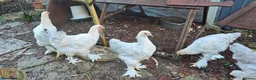 Chickens poultry for sale: Brahma chicken - Advert 3