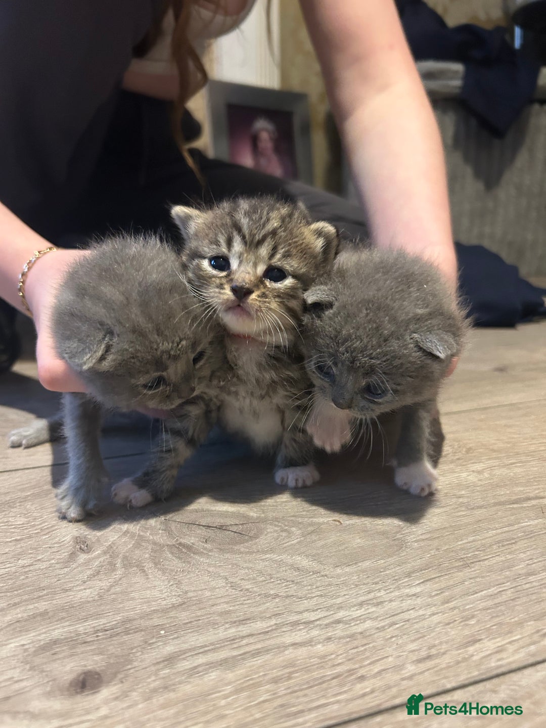Persian cats for sale: Beautiful Persian kittens / 1 mixed breed  - Image 2