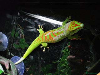 Gecko reptiles - Advert 1