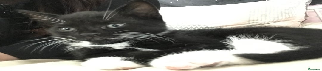 Mittens