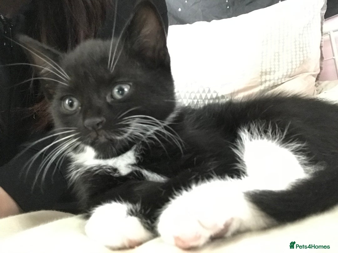 British Shorthair cats for sale: Tuxedo and black cat 🖤 - Image 9