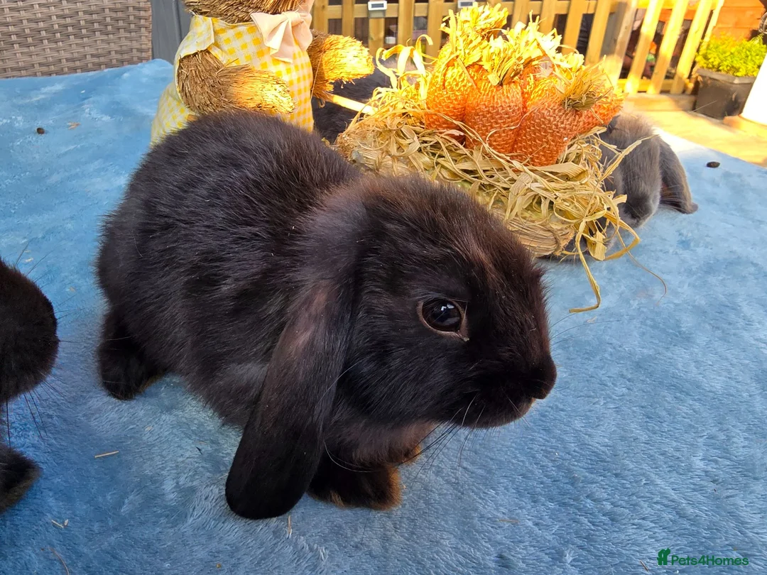Mini Lop rabbits for sale: Mini Lops - Advert 11