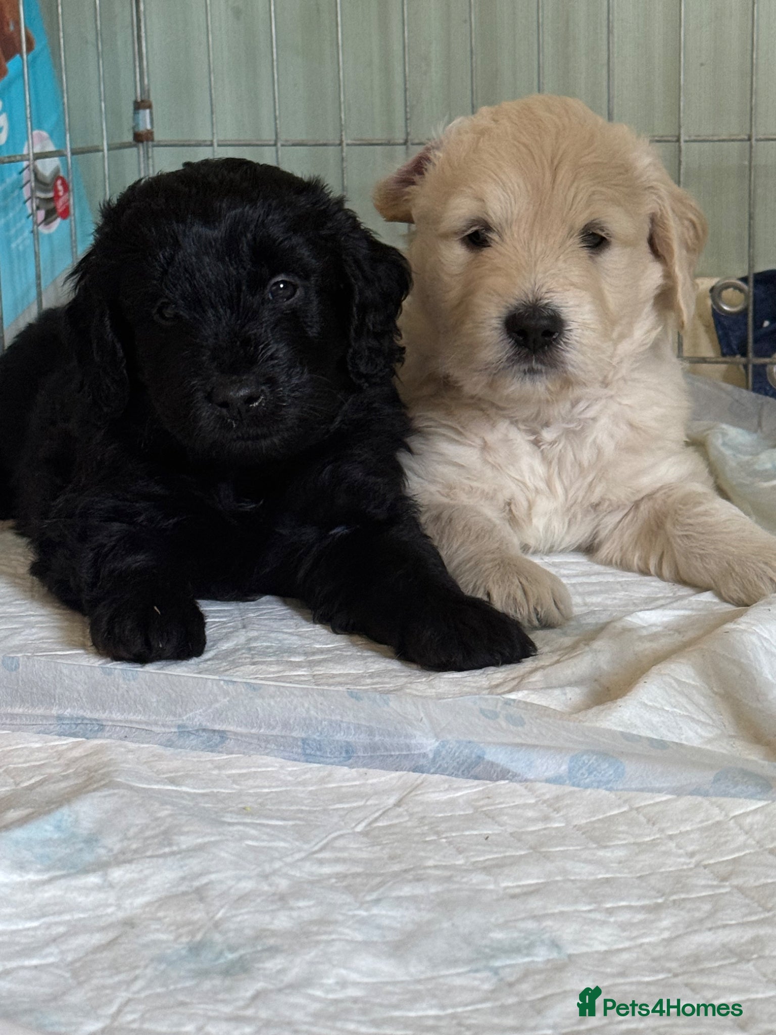 Mini Goldendoodle dogs F1 Mini Goldendoodles (carry the phantom gene)  - Advert 1