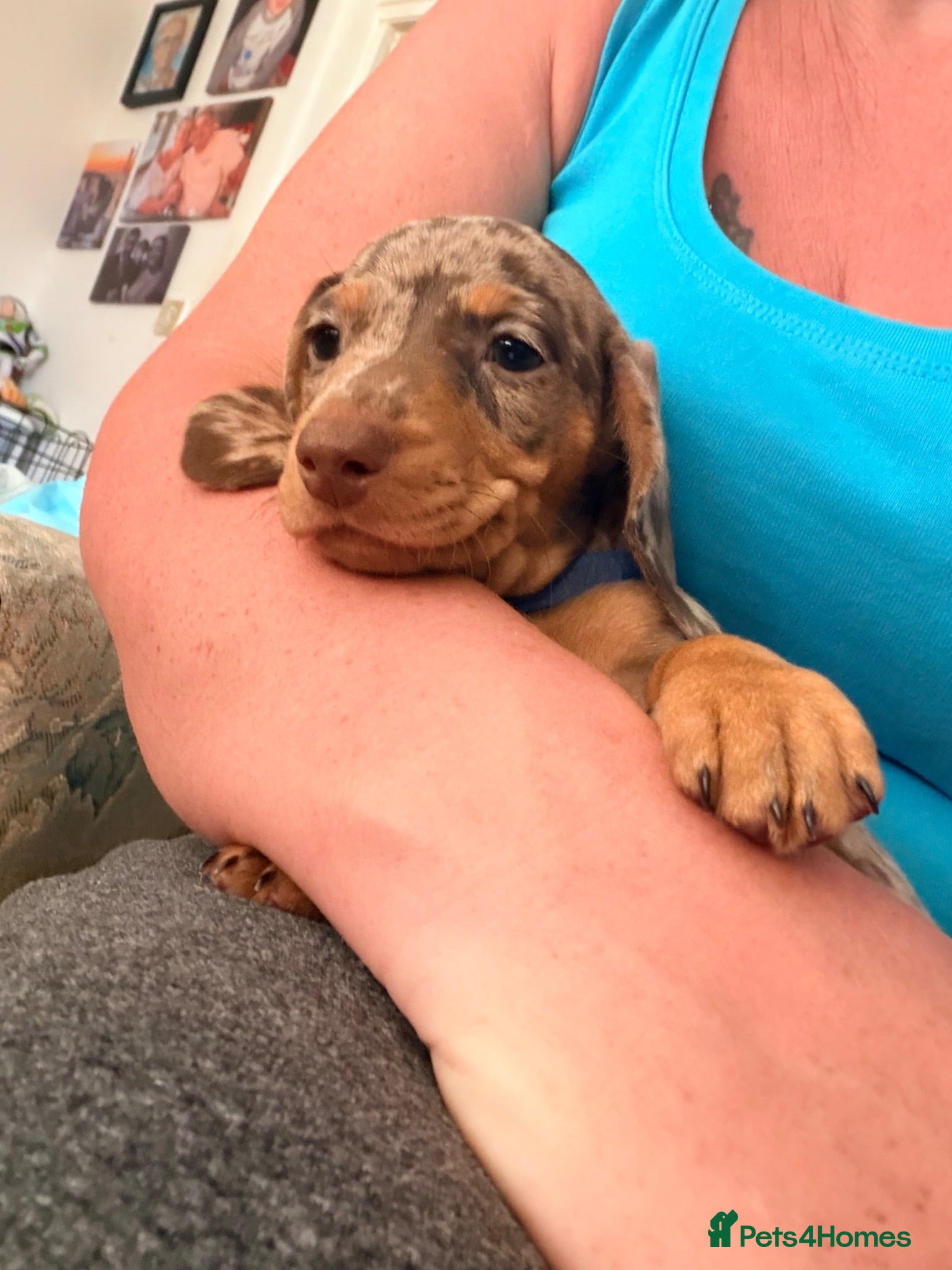 Miniature Dachshund dogs Smooth haired miniature Daschund babies - Advert 15