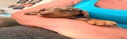 Miniature Dachshund dogs for sale: Smooth haired miniature Daschund babies in Liverpool - Advert 15