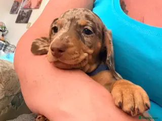 Miniature Dachshund dogs Smooth haired miniature Daschund babies - Advert 15