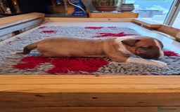 English Bull Terrier dogs for sale: 4 English bull terrier pups 2 male 2 female  - Image 11