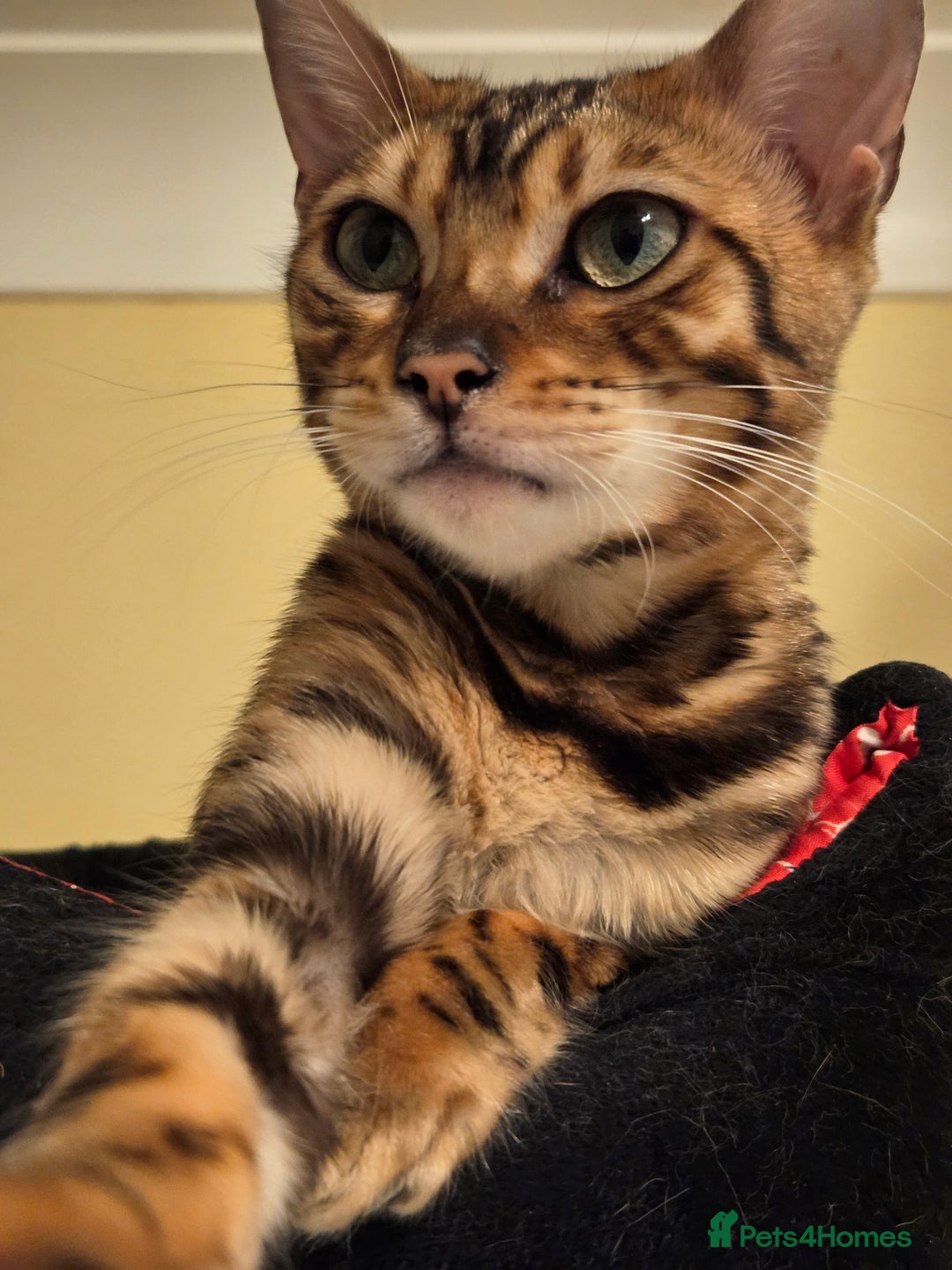 Bengal cats for sale: Tica reg bengal girl - Advert 1