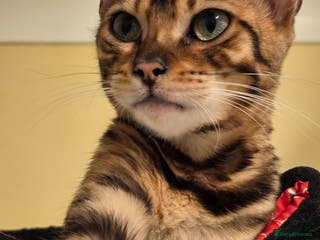 Bengal cats Tica reg bengal girl - Advert 1