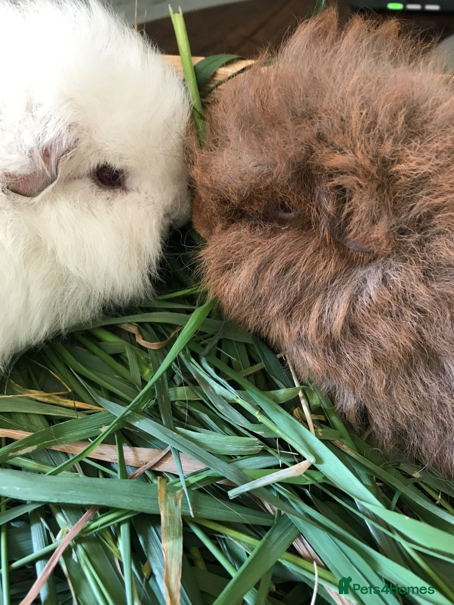 Guinea Pig rodents Beautiful Swiss guinea pig brothers - Advert 7