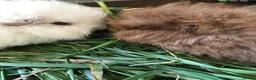 Guinea Pig rodents for sale: Sold Beautiful Swiss guinea pig brothers - Advert 2
