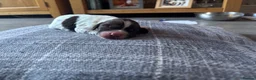 English Springer Spaniel dogs for sale: Miggers  - Advert 5