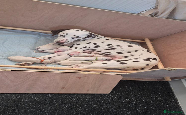 Dalmatian dogs - Advert 10
