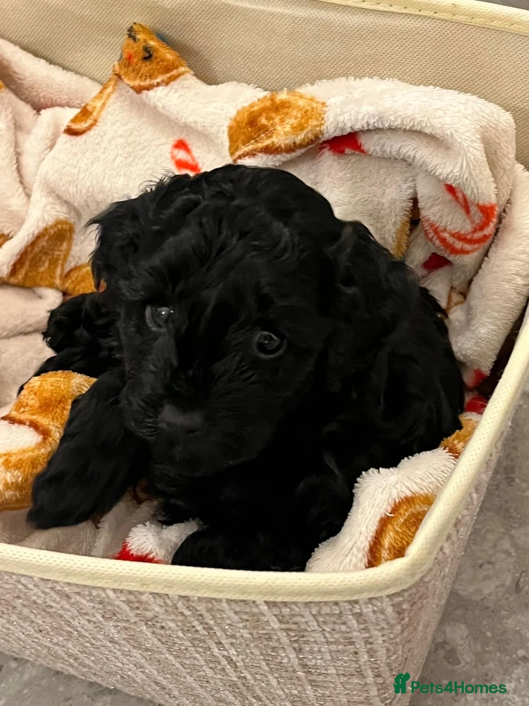 Cavapoo dogs for sale: Beautiful litter of 4 F1b toy cavapoo  in Cardiff - Advert 8