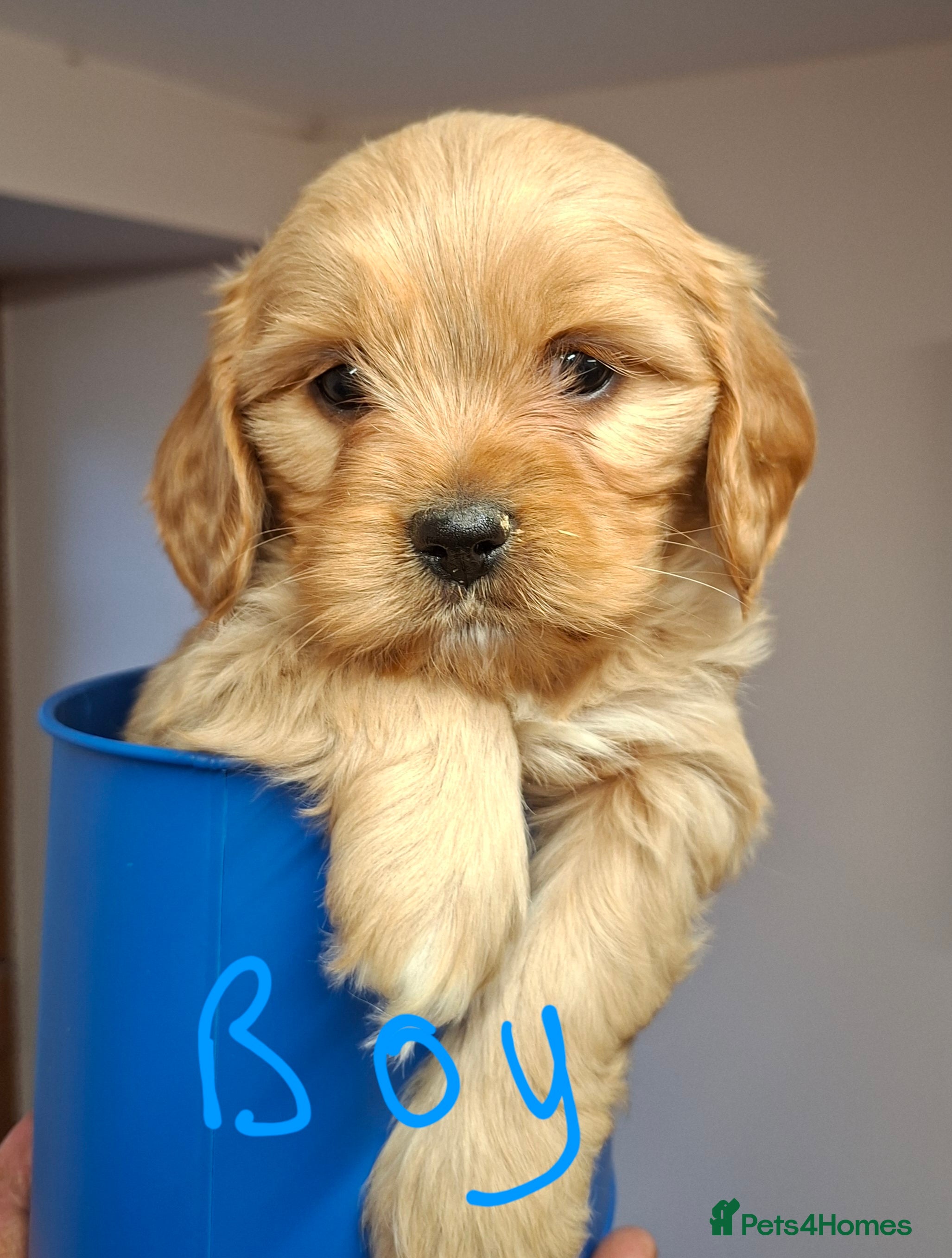 Cavachon dogs Cavachon puppies for sale! - Advert 1