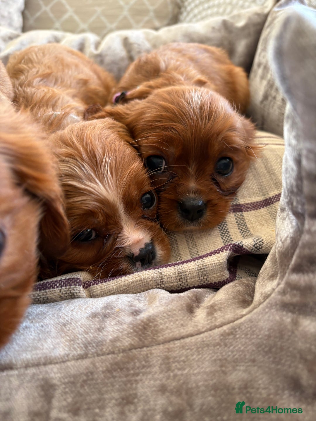 Cavalier King Charles Spaniel dogs for sale: Cavalier King Charles pups  - Advert 21