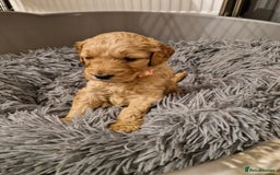 Mini Goldendoodle dogs for sale: F1 Miniature Goldendoodle for sale  - Image 5