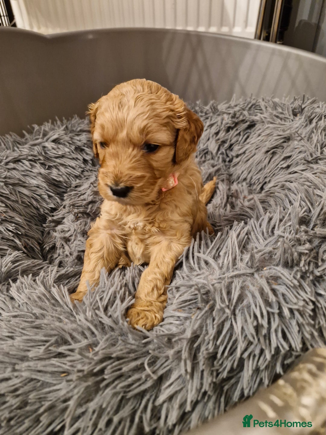 Mini Goldendoodle dogs for sale: F1 Miniature Goldendoodle for sale  - Image 5