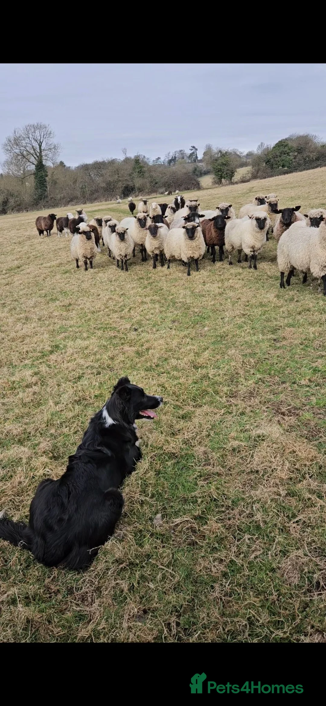 Border Collie dogs for sale: Border Collie Puppies – Looking for Forever Homes in Swindon - Advert 23