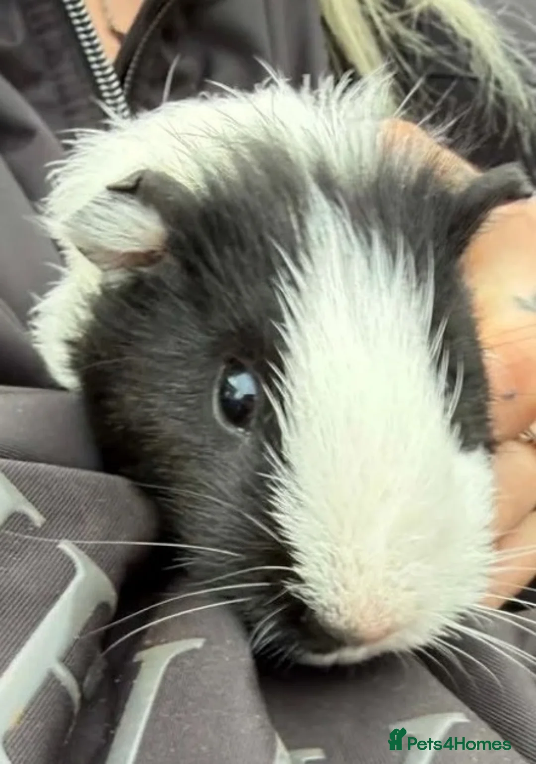 Guinea Pig rodents for sale: X2 bonded male Guniea pigs  - Advert 2