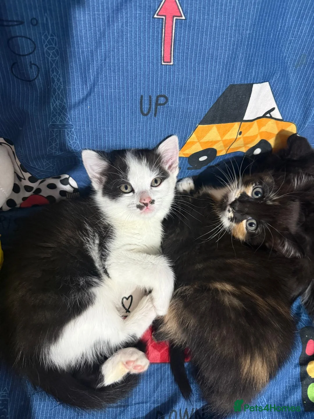 Mixed Breed cats for sale: Lovely kittens looking for new loving parents. - Advert 8