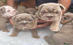 English Bulldog dogs for sale: Pedigree English Bulldog Puppies for sale •KC• - Image 8
