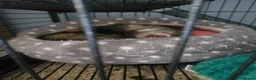 Ferret rodents for sale: One female ferret with cage (area pembrokeshire) in Pembroke Dock - Advert 4