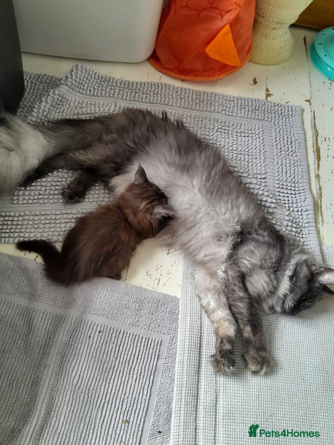Maine Coon cats for sale: black smoke MaineCoon boy TICA reg - Advert 8