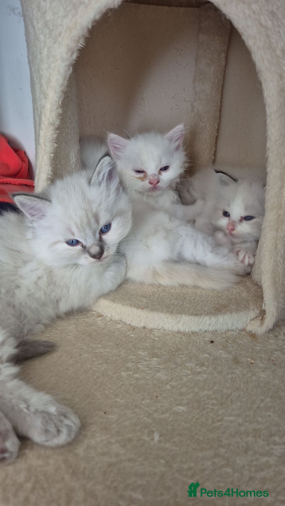 Ragdoll cats Four gorgeous Ragdoll kittens  - Advert 4