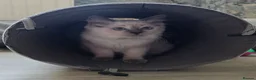 Ragdoll cats for sale: 1 Girl and 1 Boy left pure Ragdoll kittens  - Advert 11