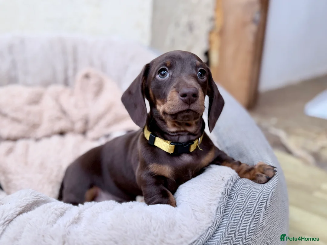 Miniature Dachshund dogs for sale: Quality KC Registered Miniature Dachshund Litter - Advert 8
