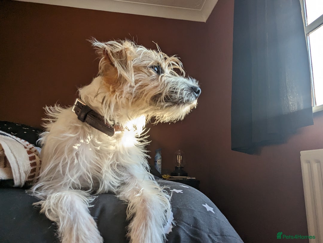 Jack Russell dogs for sale: Poppy - Image 11