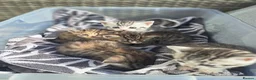 British Shorthair cats for sale: Fluffy Tigers (Last Two) - Advert 11