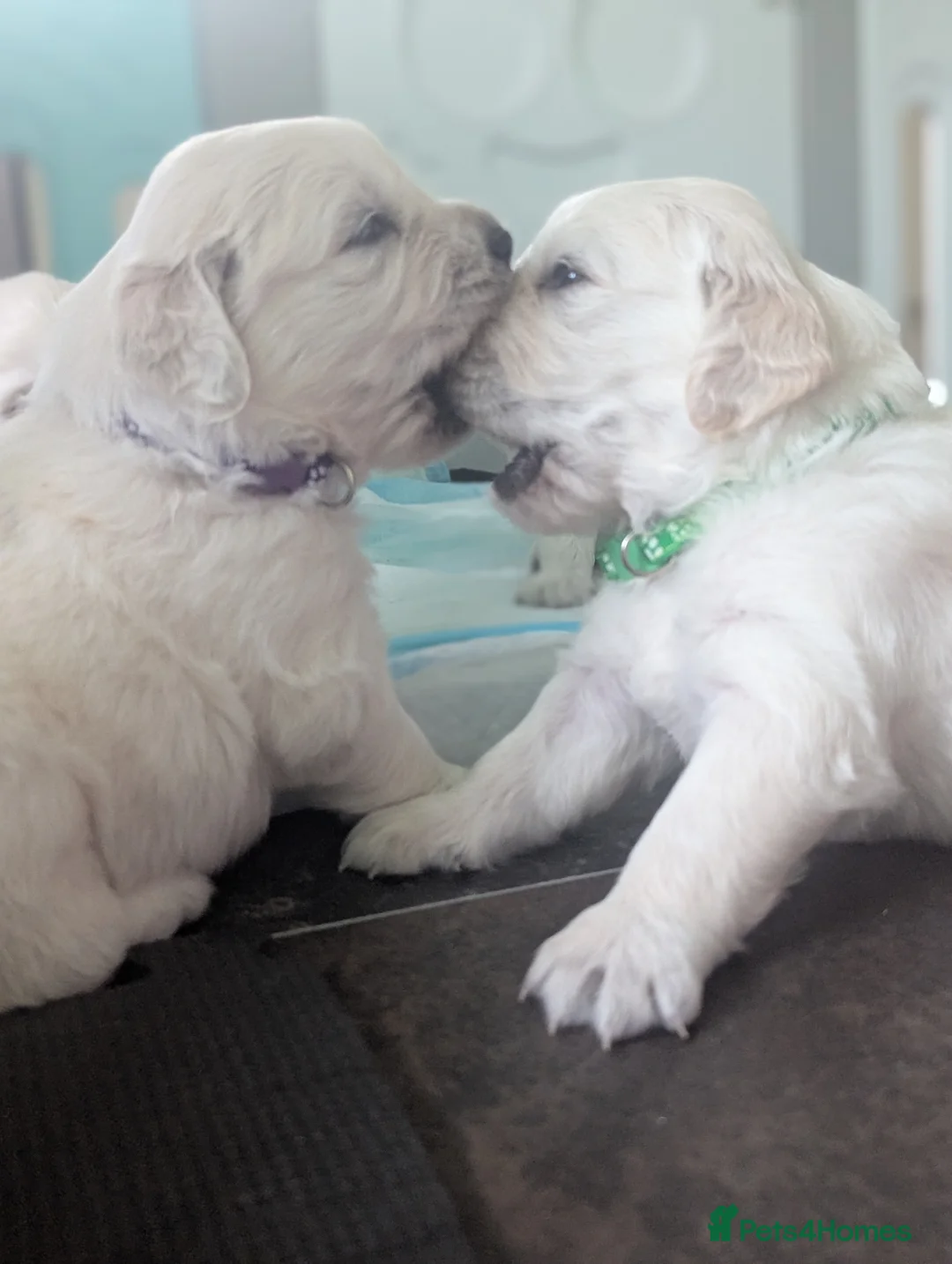 Golden Retriever dogs for sale: 🐾6  Golden Retriever Puppies! 🐾 - Advert 37