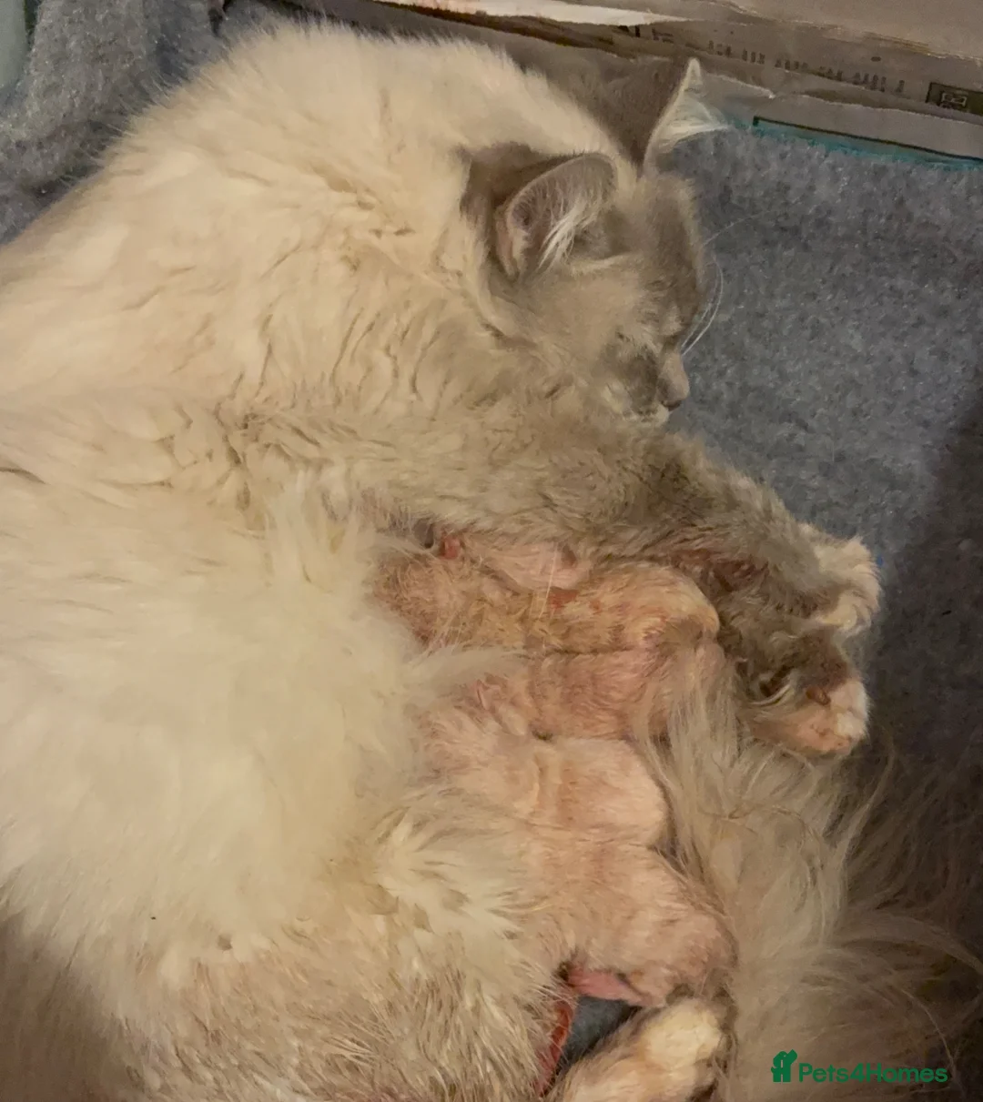 Ragdoll cats for sale: 🌟RAGDOLL KITTENS 🌟 - Advert 2