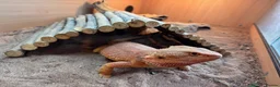 Bearded Dragon reptiles for sale: Bearded dragon, male, 3 years, vivarium and lights in London - Advert 4