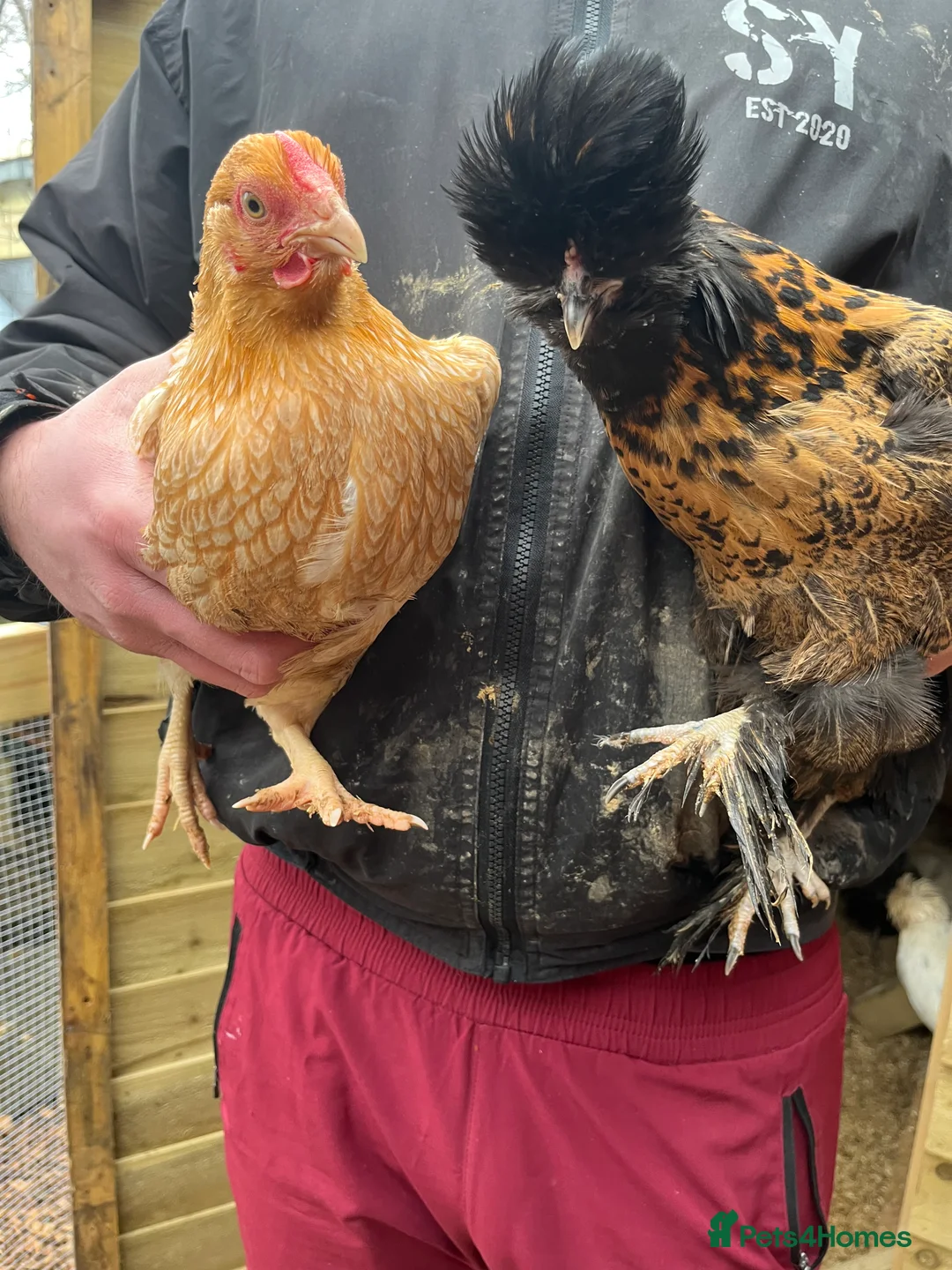 Chickens poultry for sale: Chicks, pullets, cockerels  - Advert 33