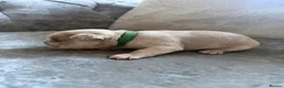 French Bulldog dogs for sale: Beautiful French Bulldog Puppies  in Deal - Advert 12