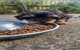 Yorkshire Terrier dogs for sale: 🐶 ONLY ONE LEFT! - Yorkshire Terrier Puppies - Image 6