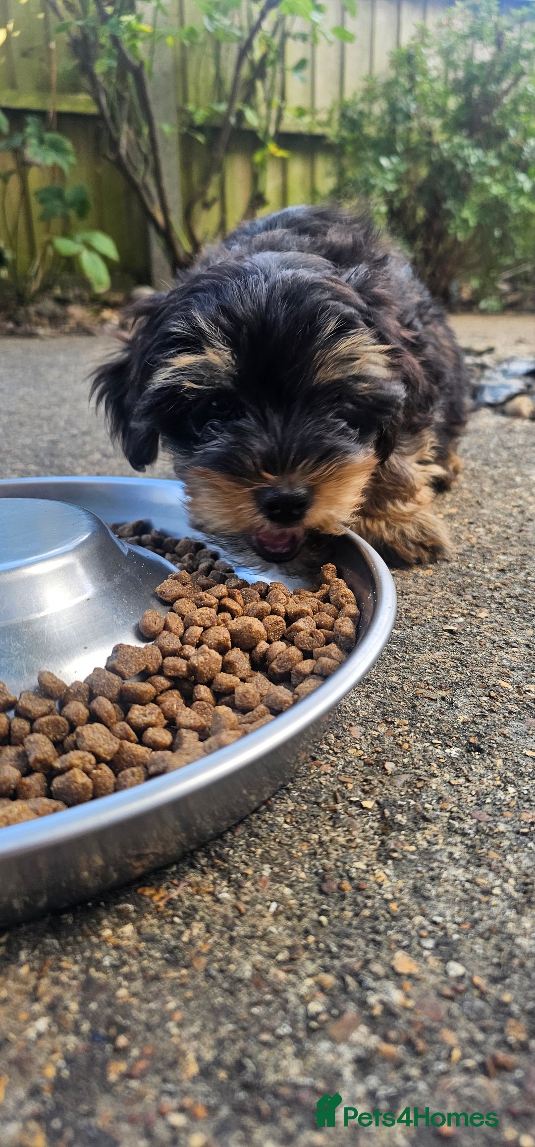 Yorkshire Terrier dogs for sale: 🐶 ONLY ONE LEFT! - Yorkshire Terrier Puppies - Image 6