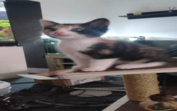 Mixed Breed cats for sale: Male black and white and calico female kittens - Image 6