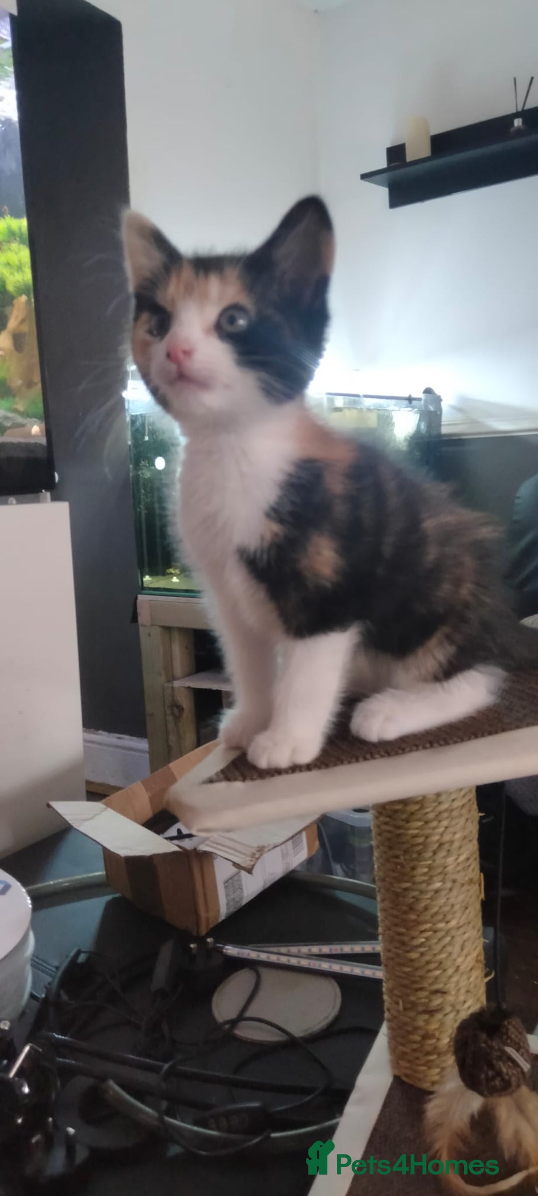 Mixed Breed cats for sale: Male black and white and calico female kittens - Image 6