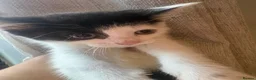Mixed Breed cats for sale: 5 beautiful kittens for sale in Birmingham - Advert 2
