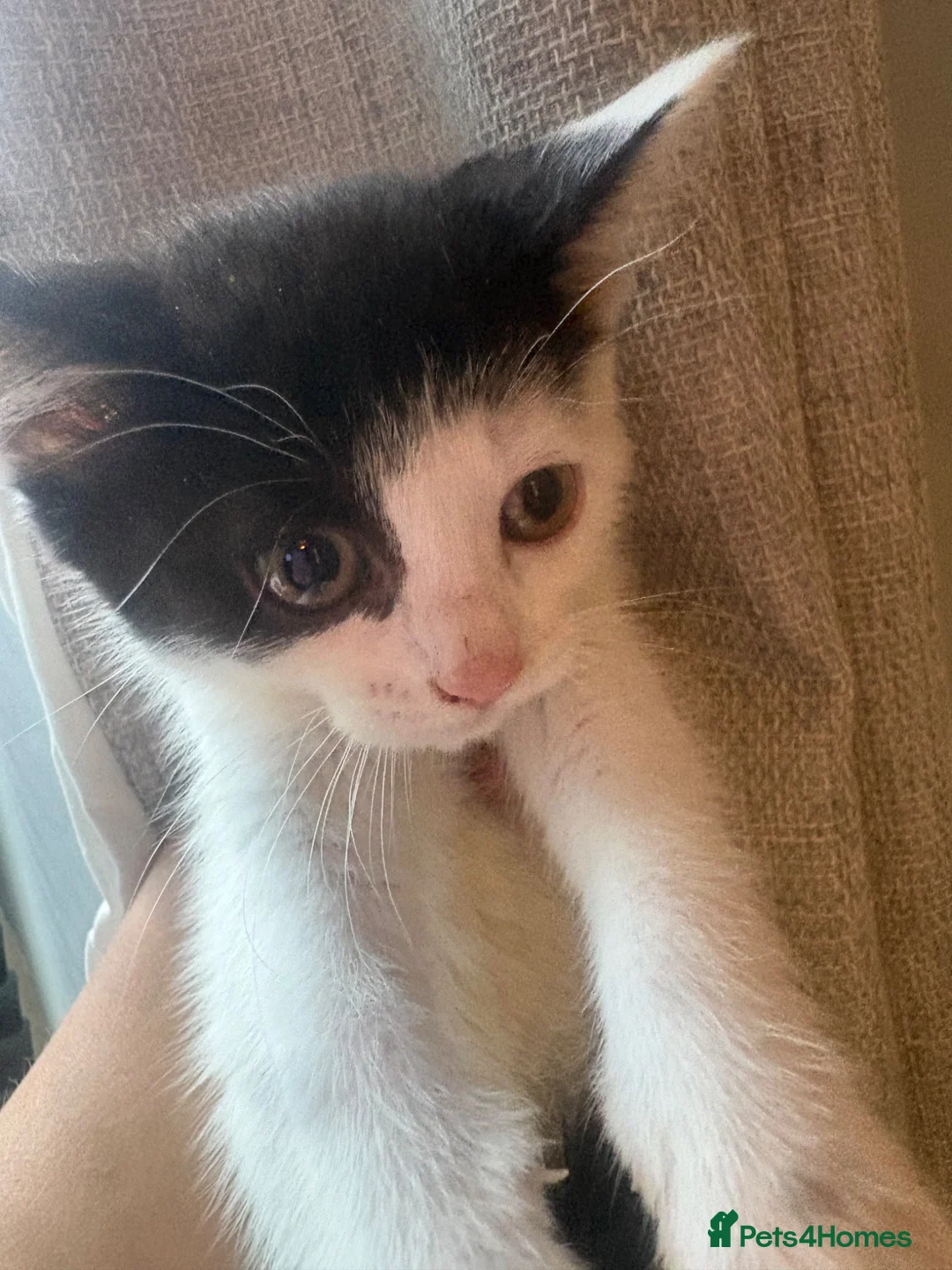 Mixed Breed cats for sale: 5 beautiful kittens for sale in Birmingham - Advert 2
