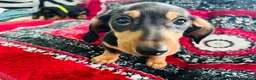 Miniature Dachshund dogs for sale: Home Reared Miniature Dachsund Puppies - Advert 6
