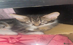 Mixed Breed cats for sale: 5 gorgeous bundles of fluff  forever home  - Image 6