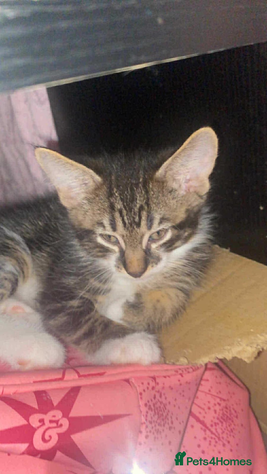 Mixed Breed cats for sale: 5 gorgeous bundles of fluff  forever home  - Image 6