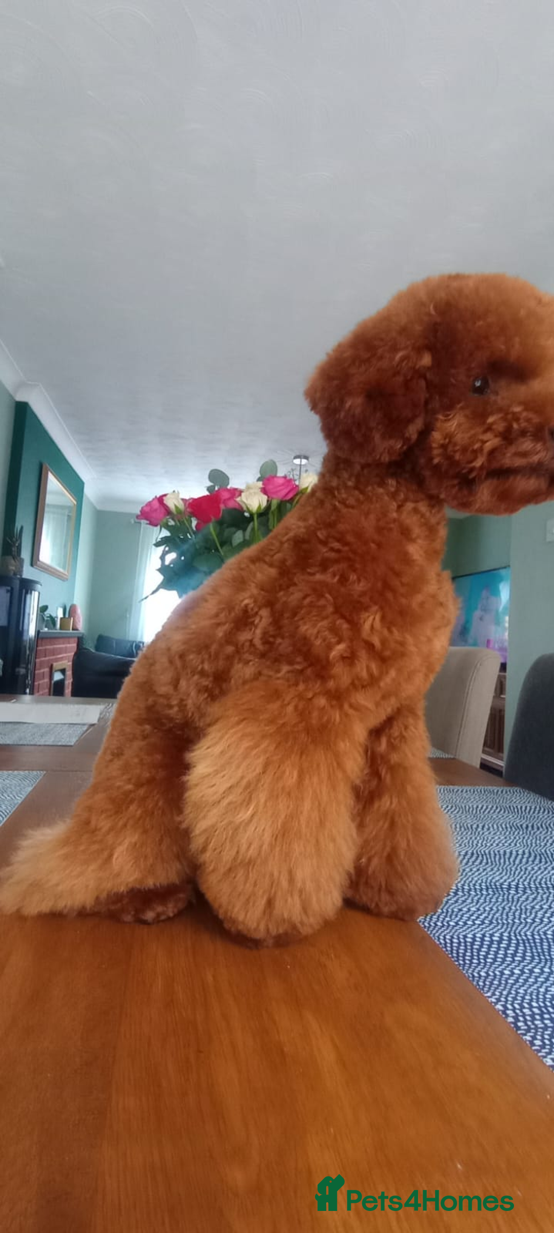 Toy Poodle dogs for sale: Beautiful solid red KC toy poodle - Advert 1